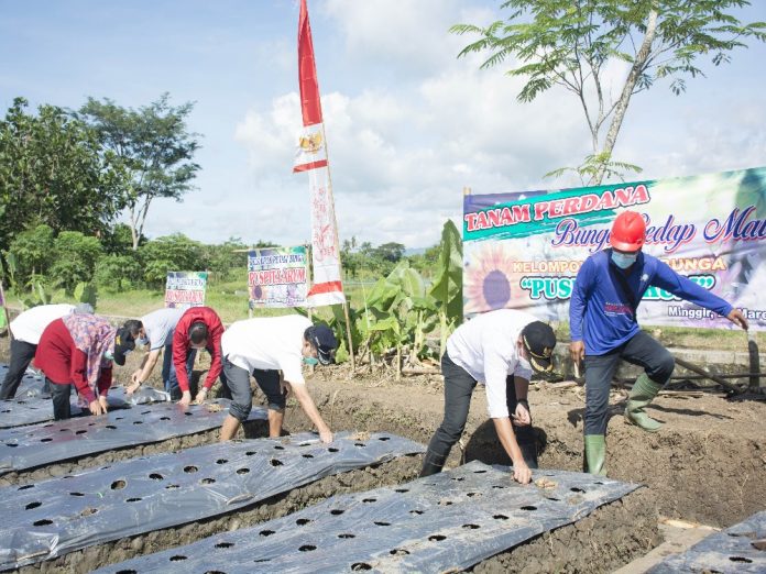 petani