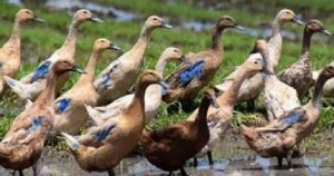 Peternak Bebek Merugi, Kawatir Tak Mampu Penuhi Permintaan Pasar di bulan puasa