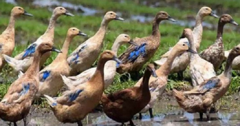 Peternak Bebek Merugi, Kawatir Tak Mampu Penuhi Permintaan Pasar di bulan puasa