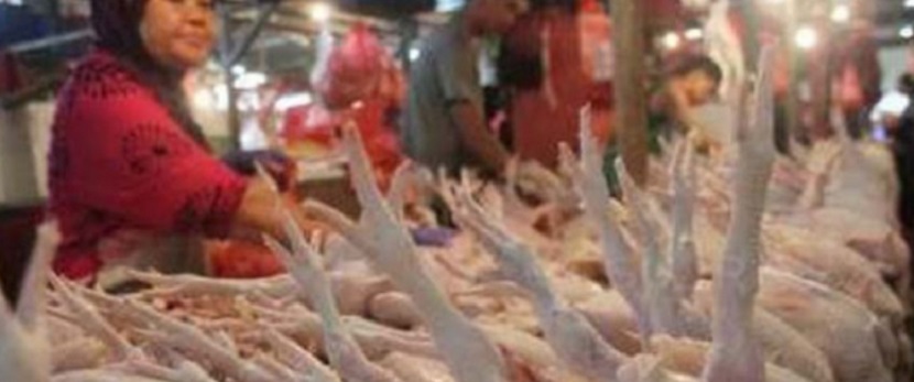 tips memilih daging ayam yang baik dan segar