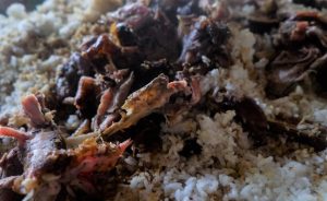 BUCU pendem wonosobo