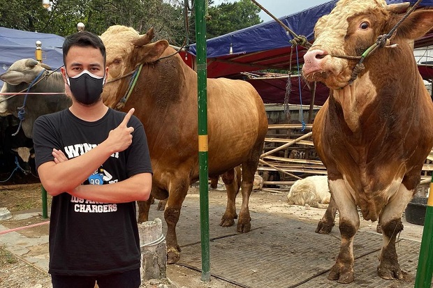 sapi ahmad