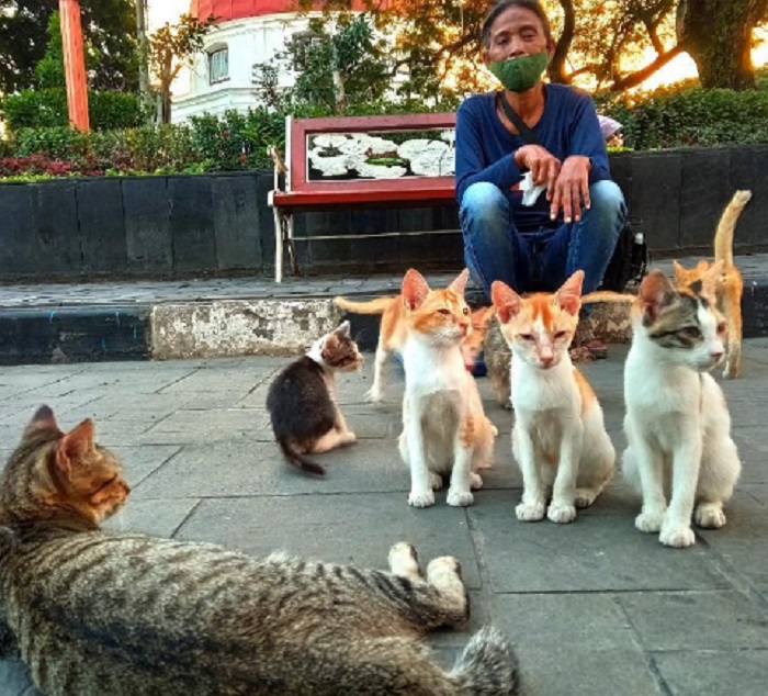 ibu kucing