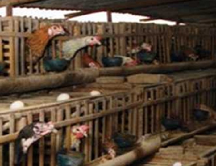 peternakan ayam