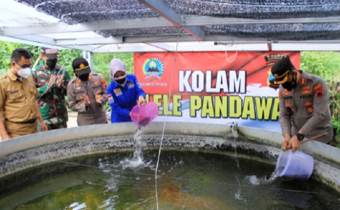 tebar benih lele