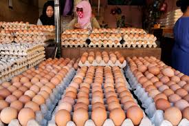 17 I Hara Telur Anjlok