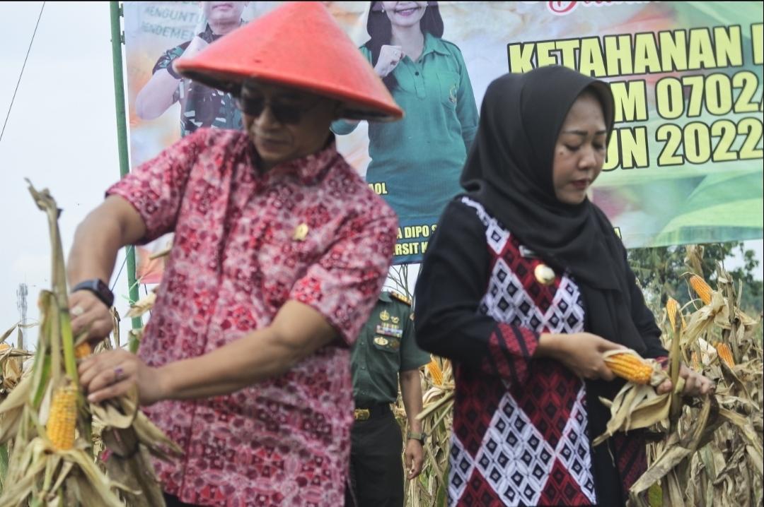 <strong>Kodim</strong><strong> 0702/Purbalingga Bantu Ketahanan Pangan, Dandim dan Forkompimda Lakukan Panen Jagung</strong> 2 IMG 20221208 231845