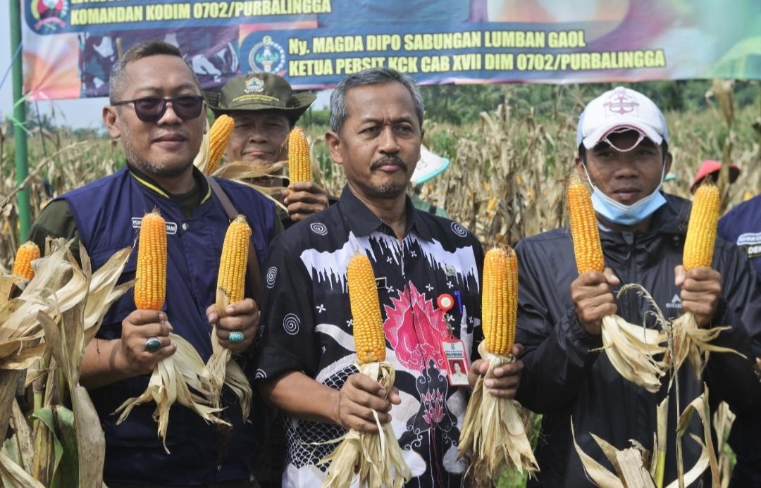 <strong>Kodim</strong><strong> 0702/Purbalingga Bantu Ketahanan Pangan, Dandim dan Forkompimda Lakukan Panen Jagung</strong> 3 IMG 20221208 233539
