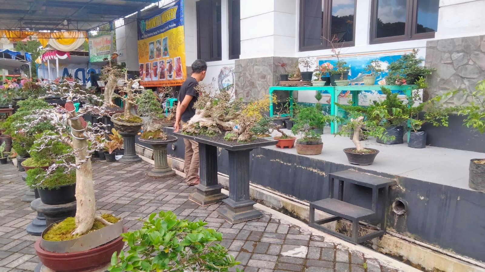 Tanaman Bonsai