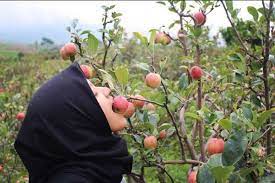 Apel malang