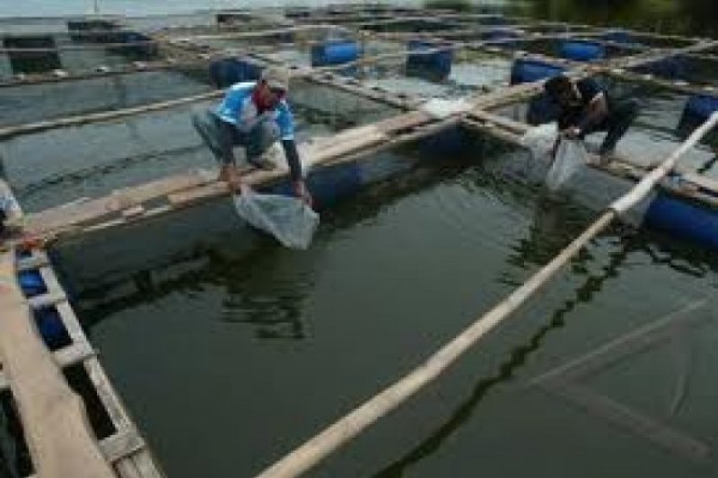 ikan pbg