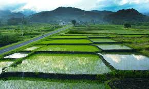 tani desa