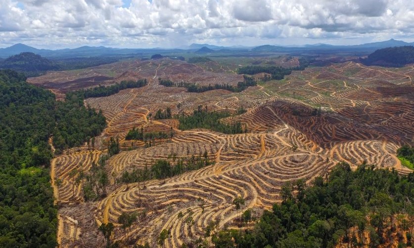 Deforestasi Indonesia