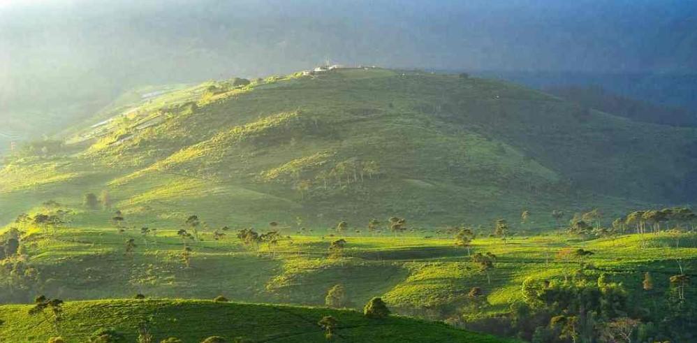 Kebun Teh Kemuning