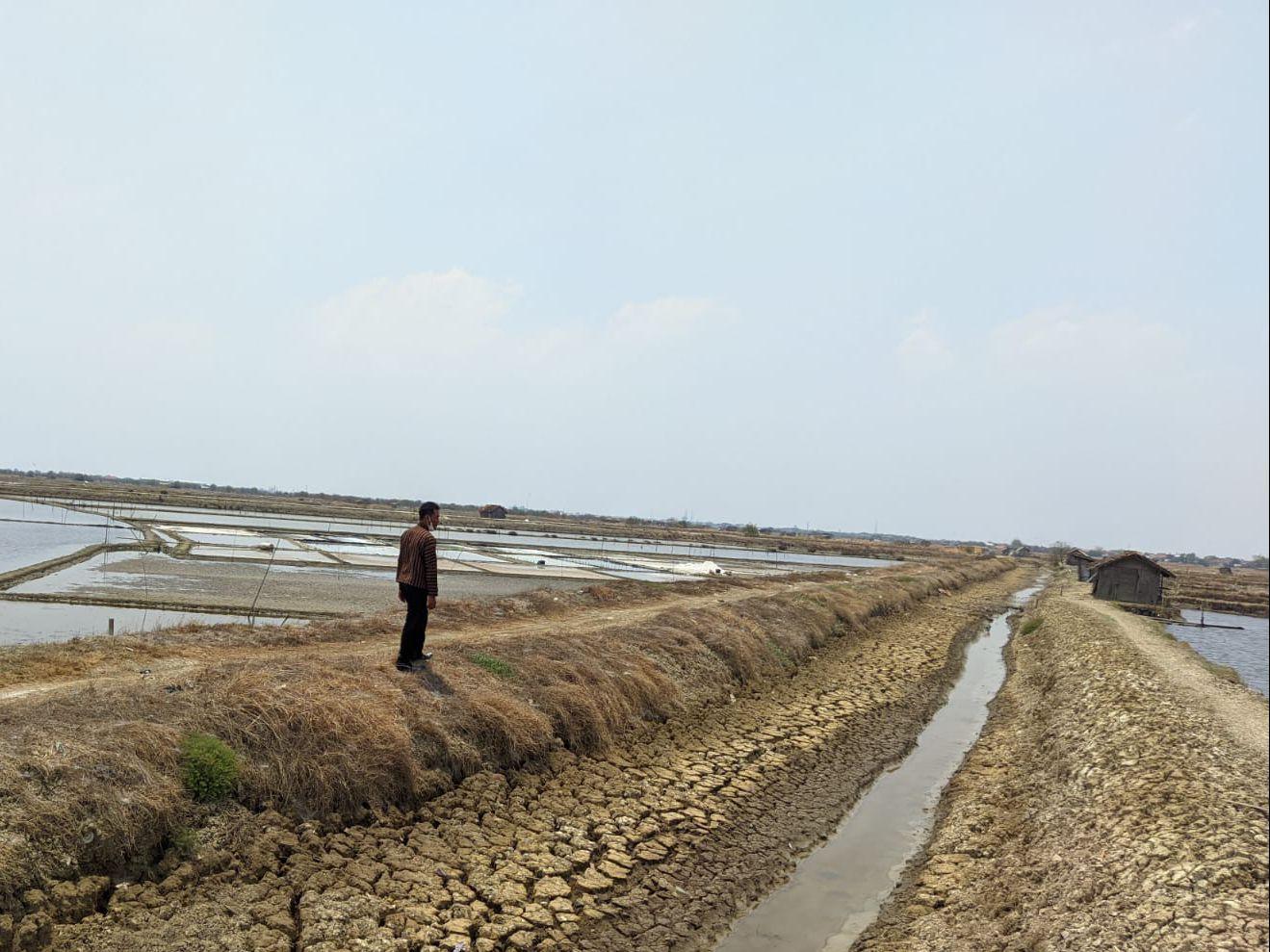 petani garam