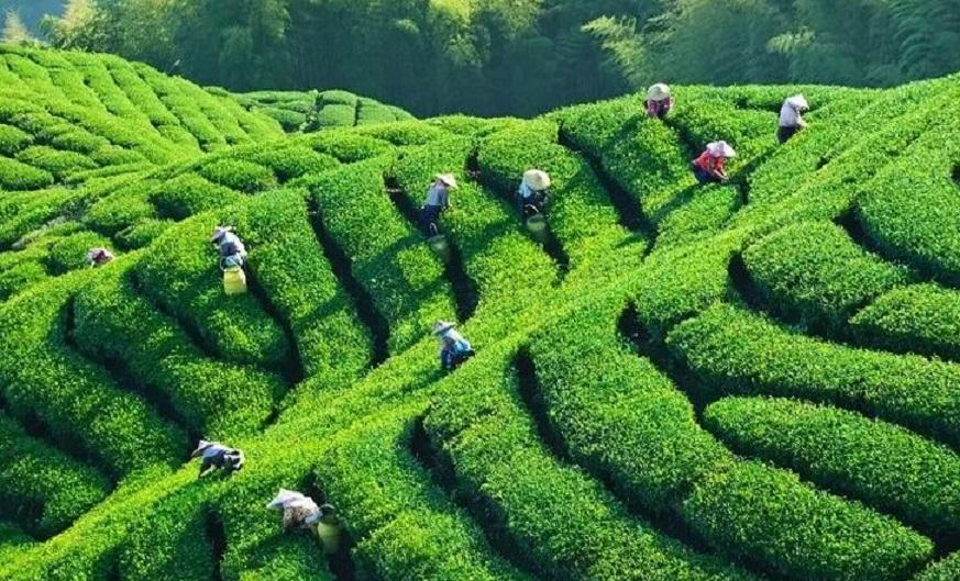 Aktivitas memetik daun teh di Desa Wisata Taraju