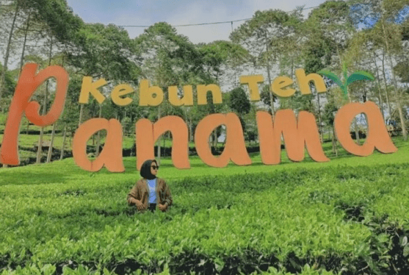 pesona kebun teh Panama terletak di Tempuran, desa Tlogo, Kecamatan Garung, Kabupaten Wonosobo. foto: ist