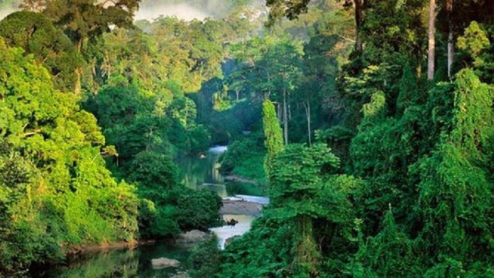 Hutan Hujan Borneo dengan segala ekosistemnya yang terancam punah.