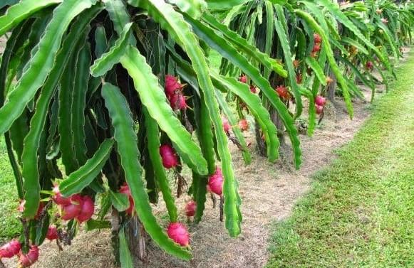 Kebun buah naga yang tumbuh subur, buah ini juga punya manfaat untuk mengurangi radang sendi. foto: wikipedia