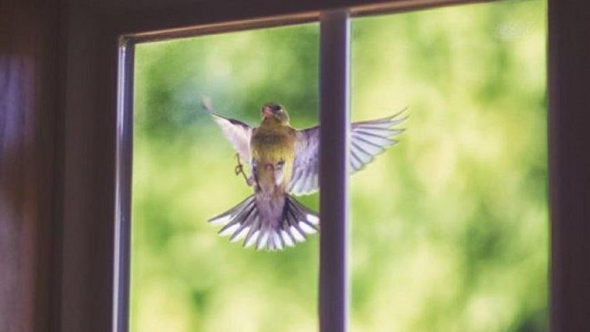 burung masuk rumah 2