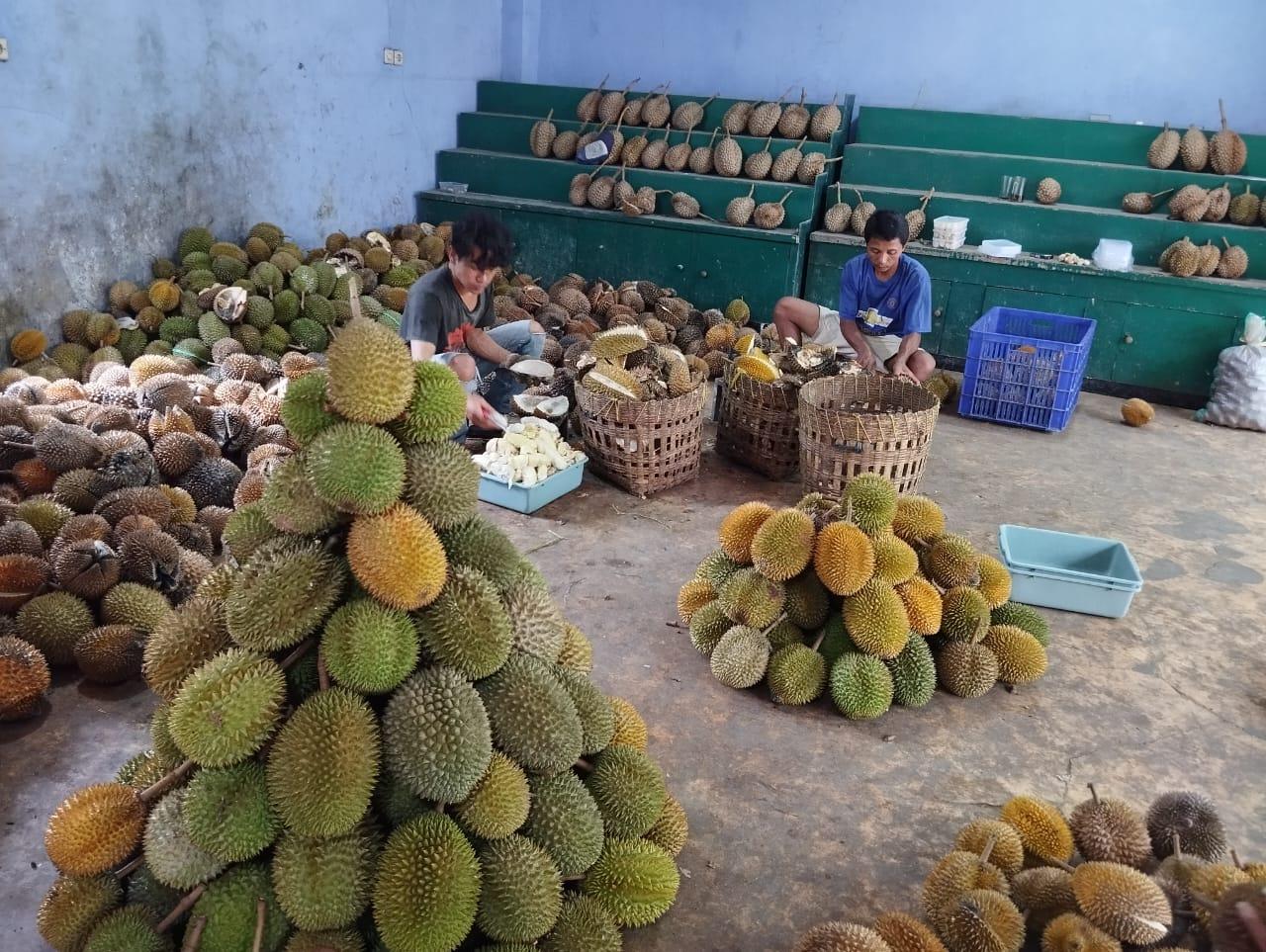 Durian Bawor masak di pohon sudah mulai jadi buruan warga. foto: Syaiful Ahmad/Mercusuar.co
