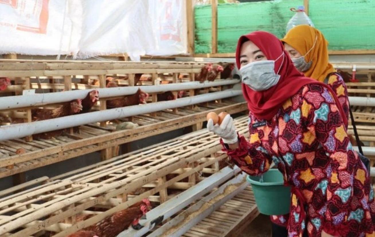 Inggit Soraya, Ketua Tim Penggerak Pembinaan Kesejahteraan Keluarga Kota Pekalongan, tengah melakukan panen telur dari peternakan ayam petelur yang telah didirikan oleh Dinas Pertanian dan Pangan Kota Pekalongan. foto: antara