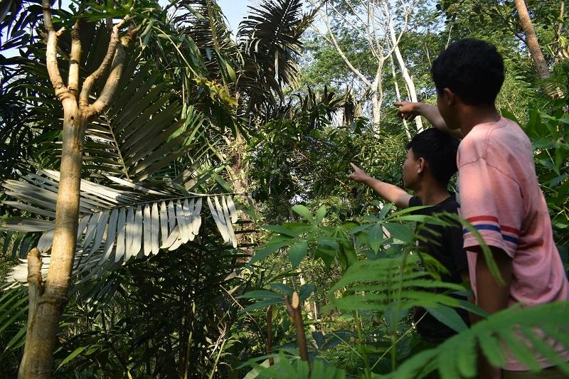 Jaga, Warga Pungangan menunjukkan tanaman aren yang ditinggalkan raden Pongan di desa Pungangan, kemarin.