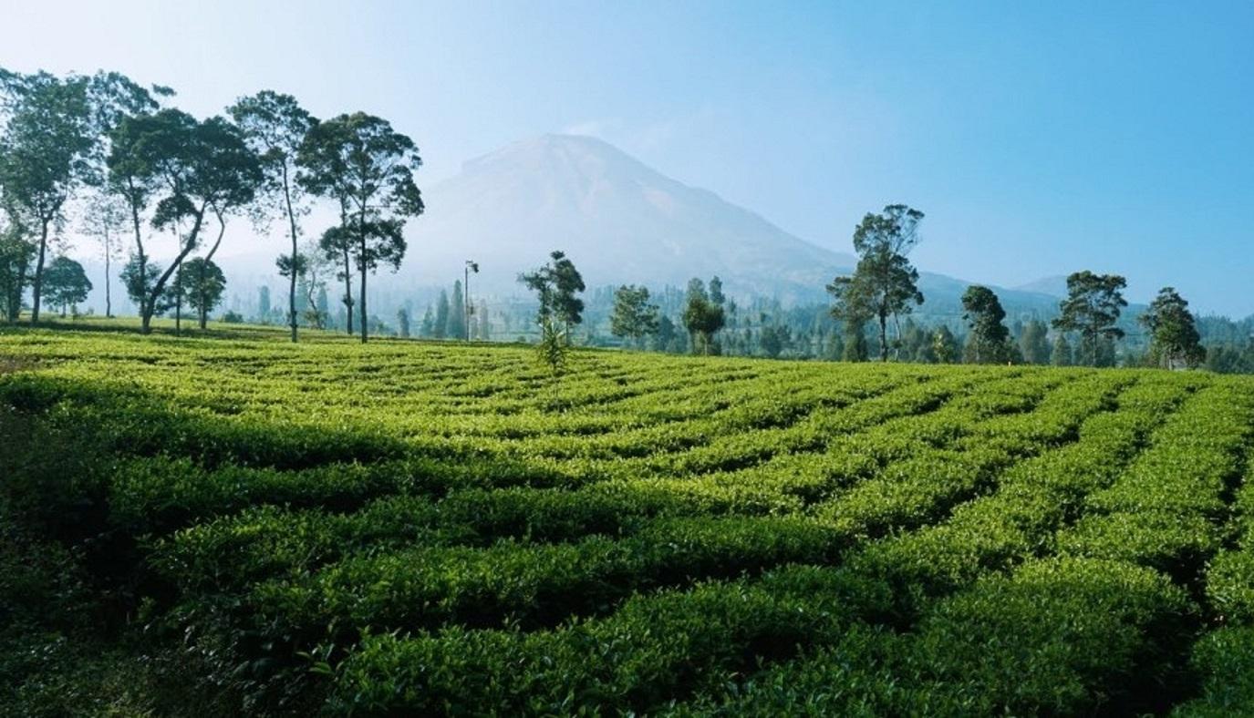 Perkebunan Teh Tambi, Kejajar, Wonosobo.