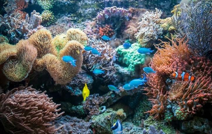 Terumbu karang di Taman Nasional Wakatobi. dok