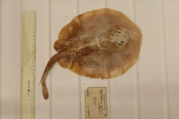 Ikan Pari Jawa