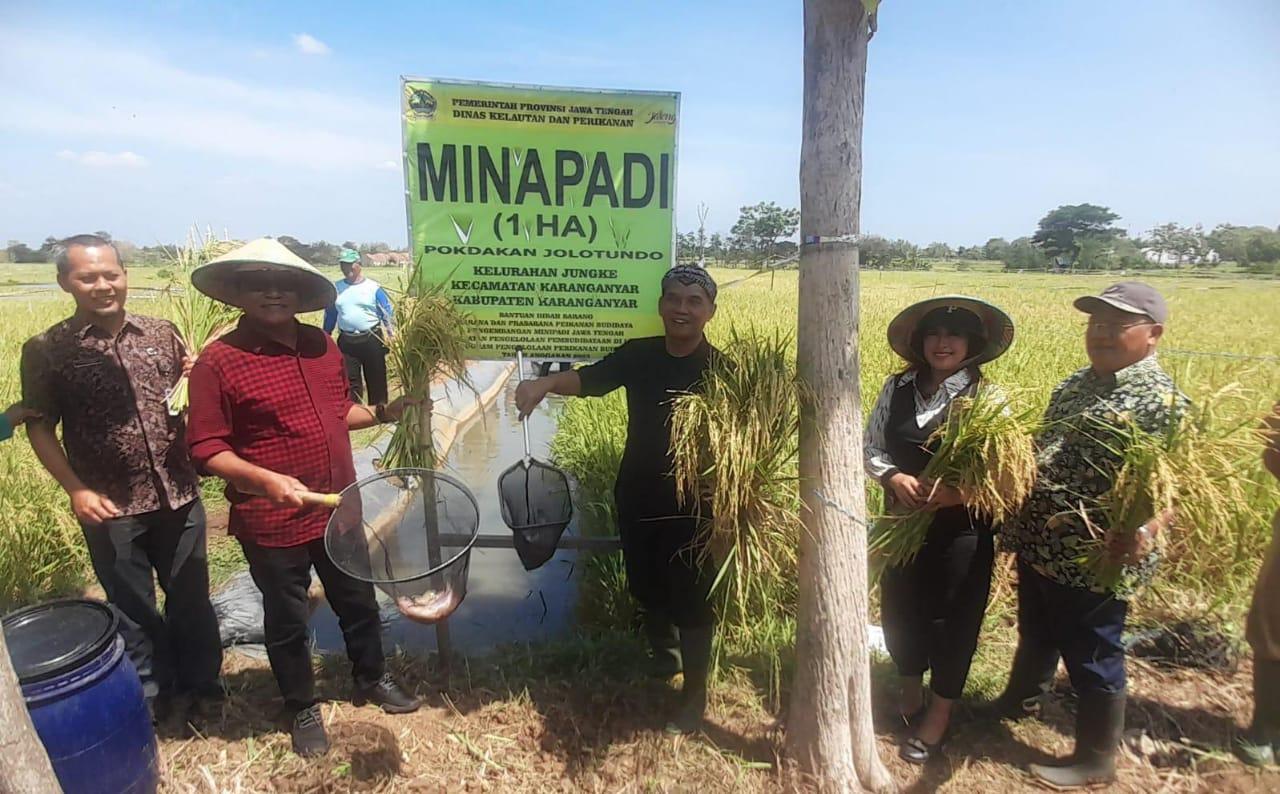 Ketua DPRD Jawa Tengah (jateng) Sumanto (baju hitam) saat panen dengan sistem Mina Padi di wilayah Jongke, Karanganyar.
