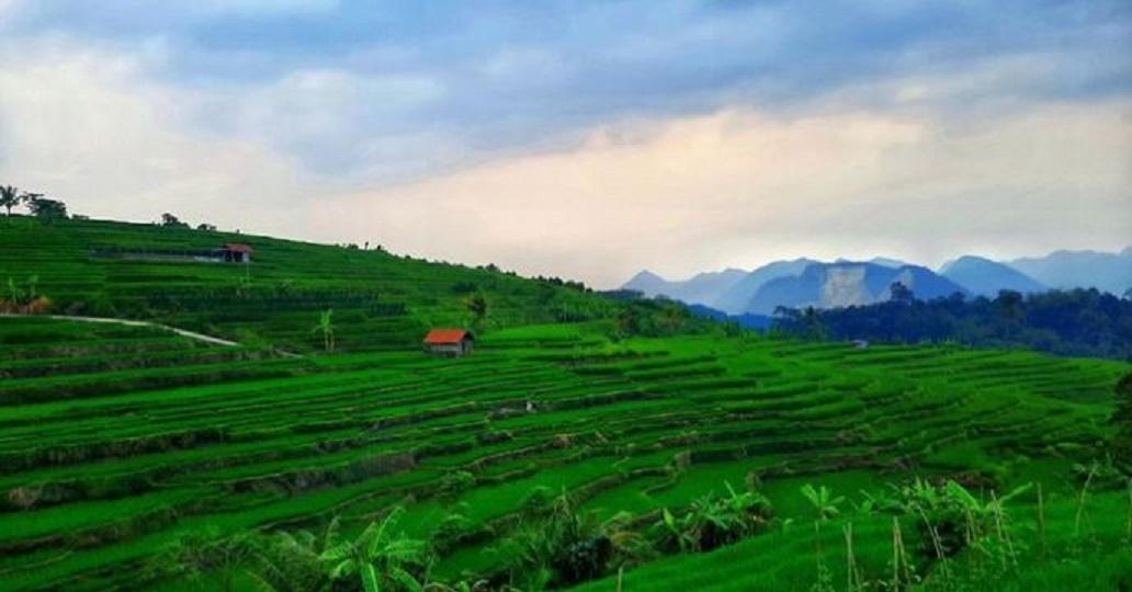 Pemandangan mini terasering di Desa Kaduela, Kabupaten Kuningan yang hijau sangat memanjakan mata.