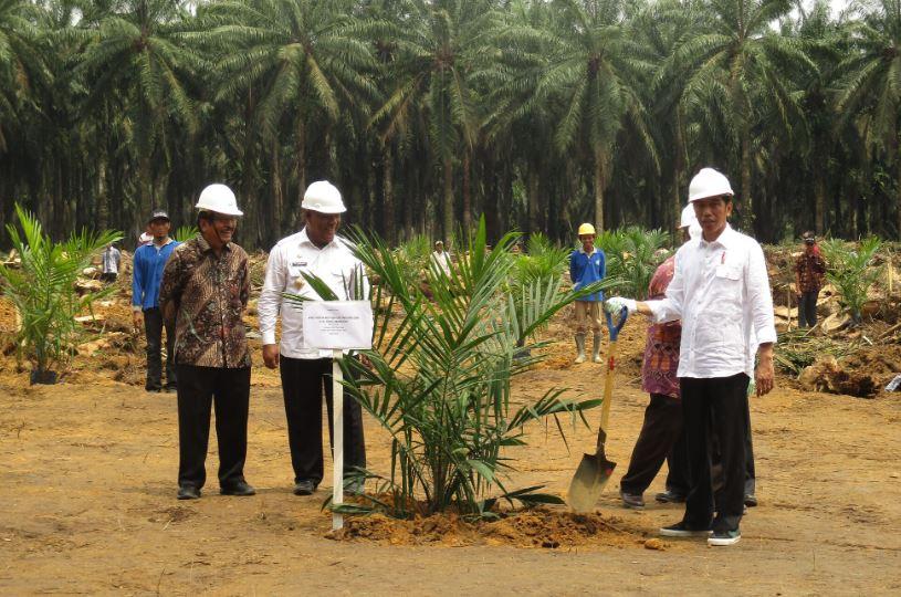Anggaran PSR Dinaikkan Rp60 Juta per Hektar untuk Mempercepat Peremajaan Sawit