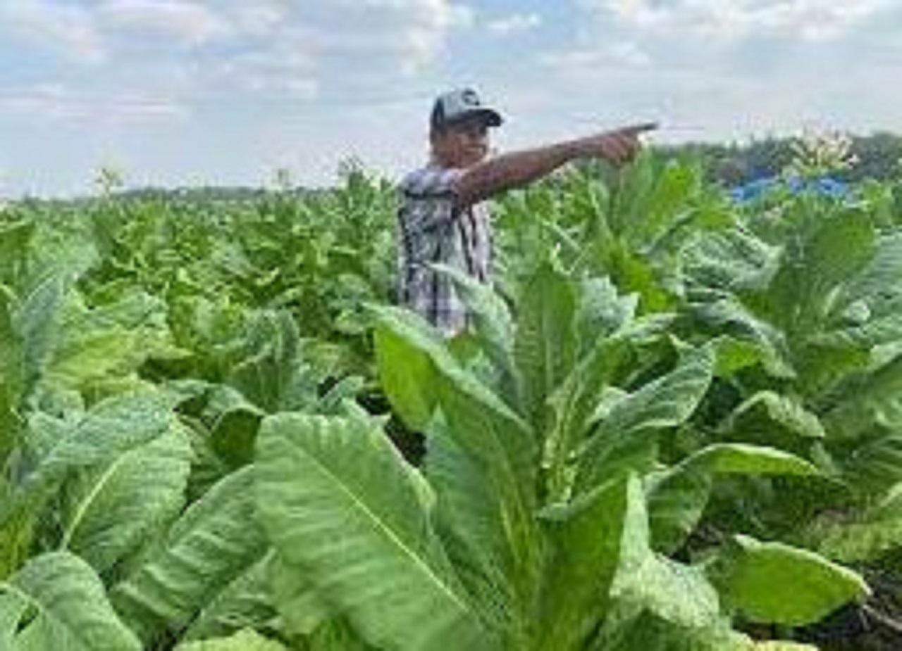 Pemerintah Kabupaten Wonosobo Bagi-bagi Hibah Pupuk Tembakau