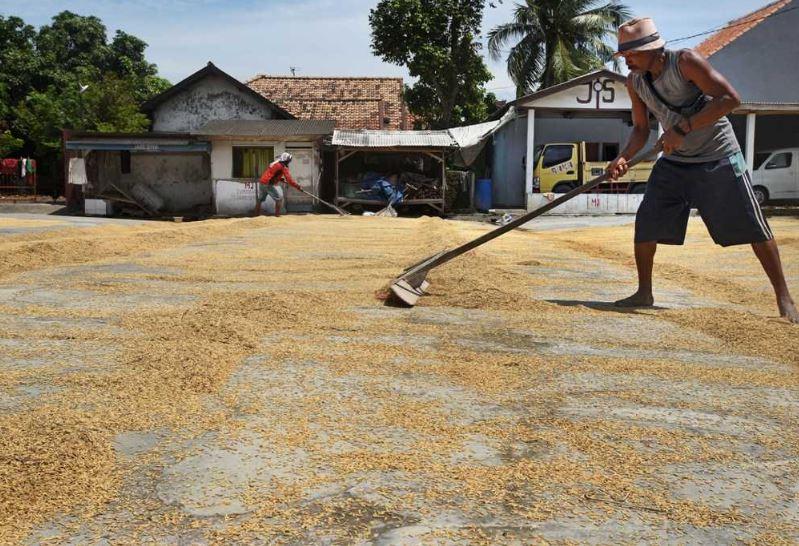 Harga Gabah dan Beras Naik, Inflasi Capai Level Tinggi
