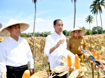 Presiden Joko Widodo (Jokowi) bersama Menteri Pertanian, Andi Amran Sulaiman, mengunjungi Desa Kotaraja, Kecamatan Dulupi, Kabupaten Boalemo, Provinsi Gorontalo untuk memantau panen raya jagung