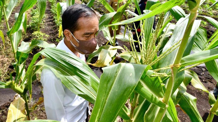 Presiden Jokowi Berada di kebun jagung