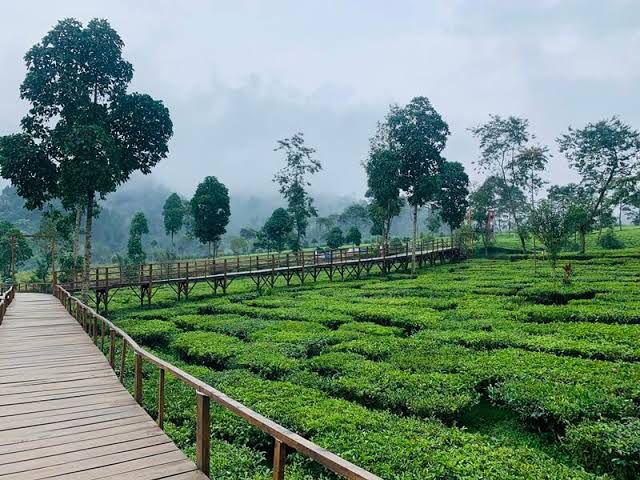Desa Candiyasan dengan pemangdangan kebun tehnya yang segat dan rapih