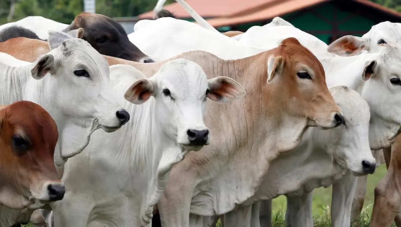 sapi