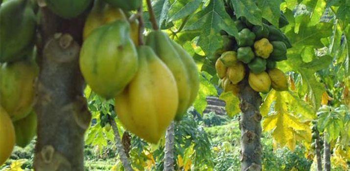 carica