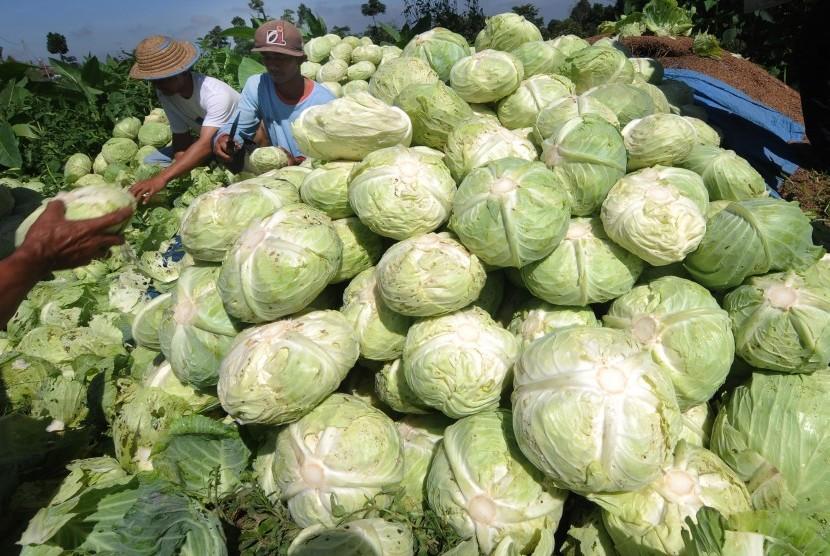 sejumlah petani memilah hasil panen sayur kubis di pakis 190620201655 850