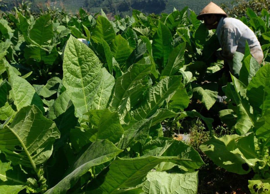 Salah seorang petani tembakau di Temanggung tengah mengecek hasil tanamnya. (Dok.Pemkab Temanggung)