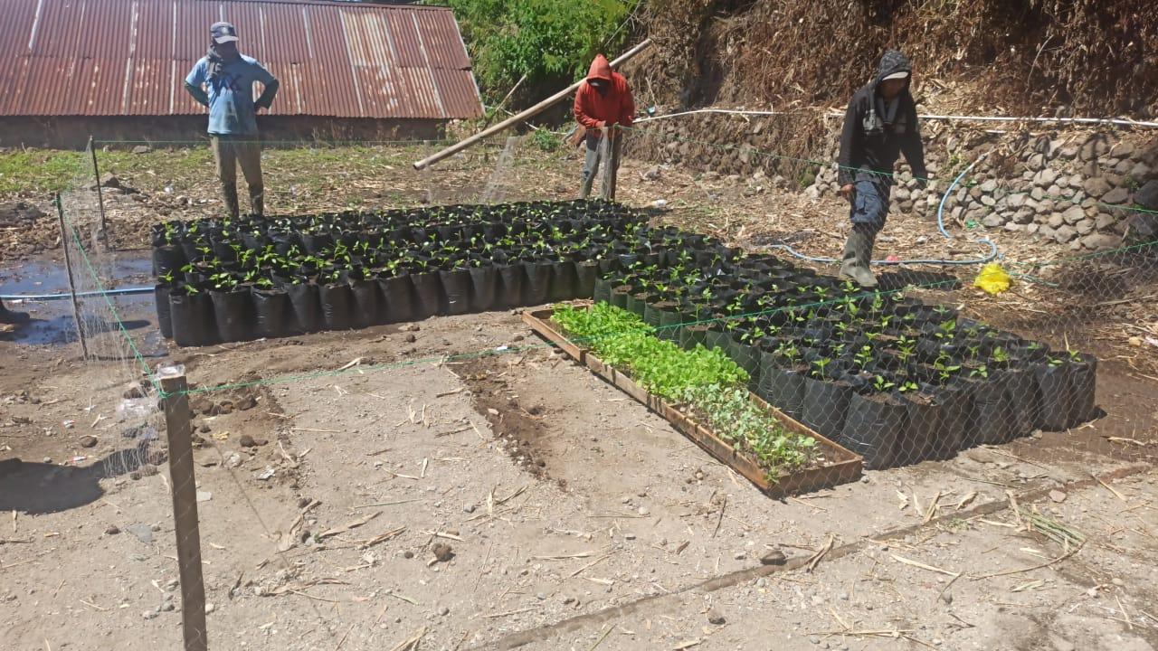Sejumlah warga tengah mempersiapkan bibit untuk ditanam pada lahan yang tersedia. (IST)